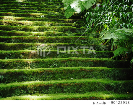 妙法寺の苔の階段 90422918