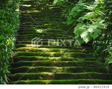 妙法寺の苔の階段 90422919