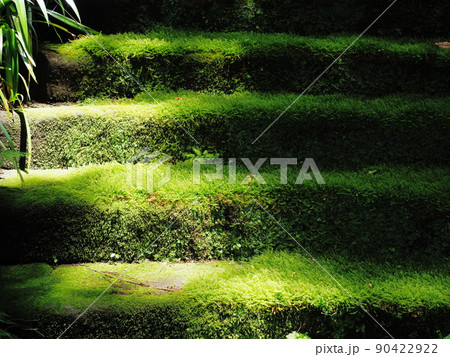 妙法寺の苔の階段 90422922