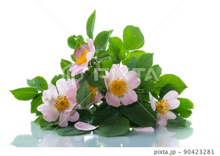 small bouquet of wild rosehip flowers on white background. small bouquet of wild rosehip flowers on white background. 90423281