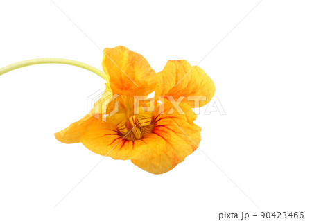 Nasturtium flower 90423466