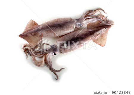 Two squids Two squids 90423848