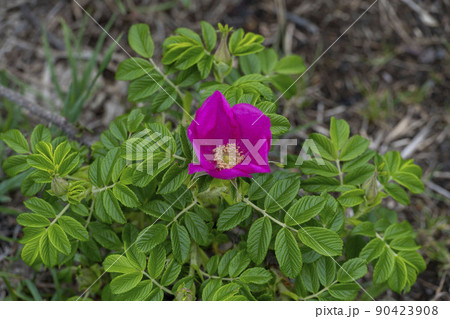 ハマナスの花 ハマナスの花 90423908