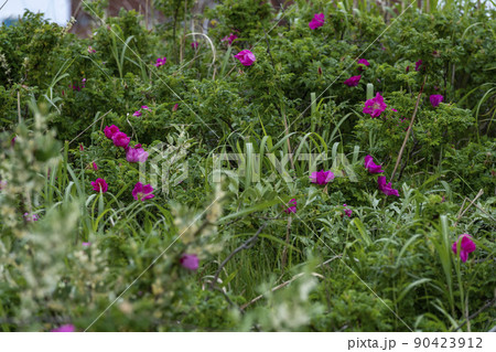 ハマナスの花 ハマナスの花 90423912