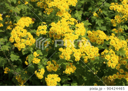 Yellow chrysanthemums background 90424465