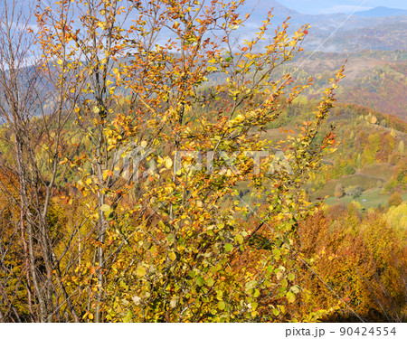Autumn morning Carpathian Mountains calm picturesque scene, Ukraine. Peaceful traveling, seasonal, nature and countryside beauty concept scene. Autumn morning Carpathian Mountains calm picturesque scene, Ukraine. Peaceful traveling, seasonal, nature and countryside beauty concept scene. 90424554