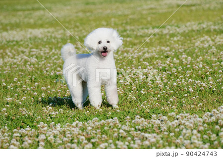 シロツメ草の原っぱでウキウキする白犬 シロツメ草の原っぱでウキウキする白犬 90424743