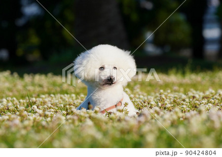 シロツメ草の中からひょっこり顔を出す白犬 90424804