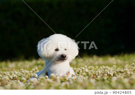 シロツメ草の中からひょっこり顔を出す白犬 シロツメ草の中からひょっこり顔を出す白犬 90424805