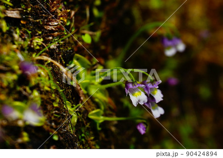 コウシンソウの花 90424894