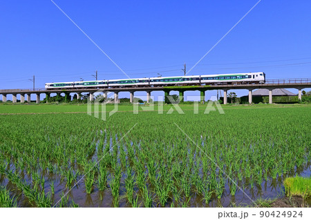 成長する稲とJR鹿島線を走るE257系5500番台 90424924