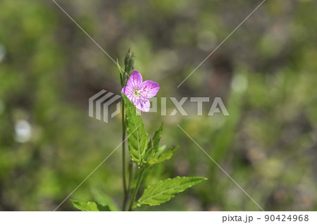 アカバナユウゲショウ（赤花夕化粧） 90424968
