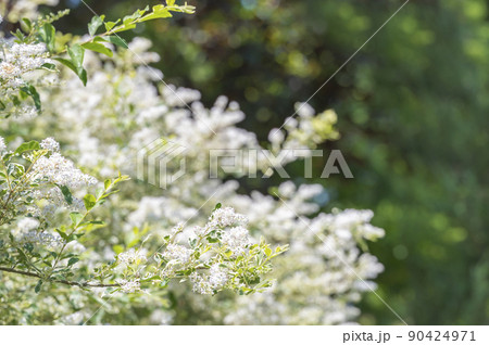 シルバープリペット(西洋水蝋木) シルバープリペット(西洋水蝋木) 90424971