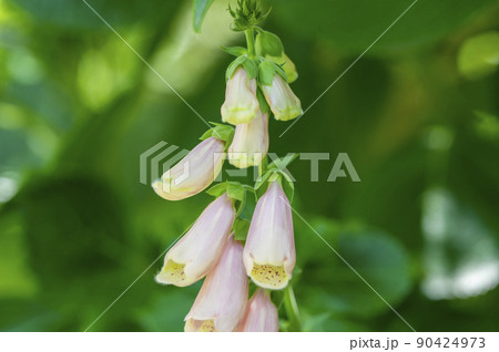 かわいいけど毒を持つ花、ジギタリス かわいいけど毒を持つ花、ジギタリス 90424973