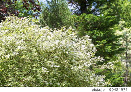 シルバープリペット(西洋水蝋木) シルバープリペット(西洋水蝋木) 90424975