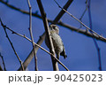 枝にとまるコゲラくん 90425023