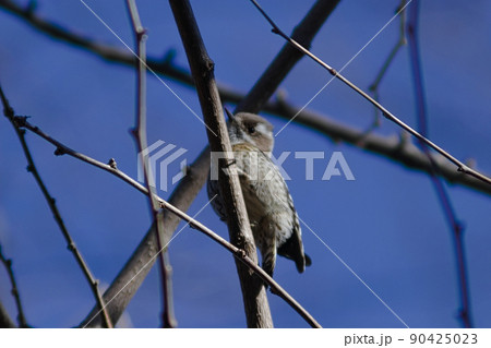 枝にとまるコゲラくん 枝にとまるコゲラくん 90425023