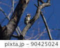 木にとまるコゲラくん 90425024