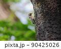幹にとまるコゲラくん 90425026