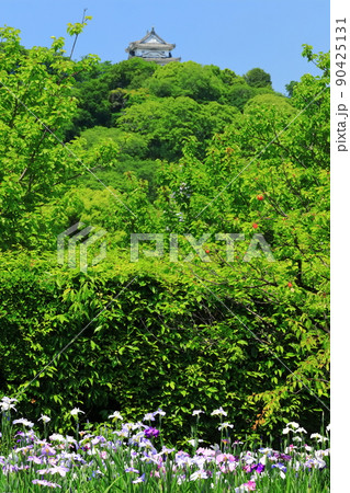 【愛媛県】晴天の天赦園の花菖蒲と宇和島城 【愛媛県】晴天の天赦園の花菖蒲と宇和島城 90425131