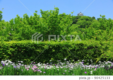 【愛媛県】晴天の天赦園の花菖蒲と宇和島城　 90425133