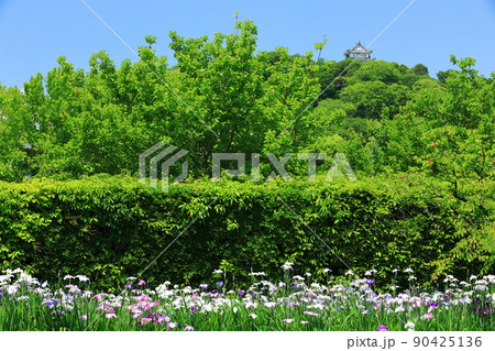 【愛媛県】晴天の天赦園の花菖蒲と宇和島城　 90425136