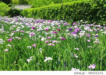 【愛媛県】晴天の天赦園 月見亭と花菖蒲 【愛媛県】晴天の天赦園 月見亭と花菖蒲 90425141