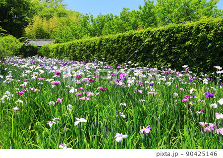 【愛媛県】晴天の天赦園 月見亭と花菖蒲 【愛媛県】晴天の天赦園 月見亭と花菖蒲 90425146