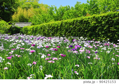 【愛媛県】晴天の天赦園 月見亭と花菖蒲 【愛媛県】晴天の天赦園 月見亭と花菖蒲 90425153