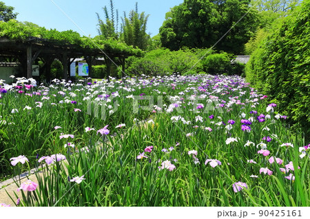 【愛媛県】晴天の天赦園　月見亭と花菖蒲 90425161