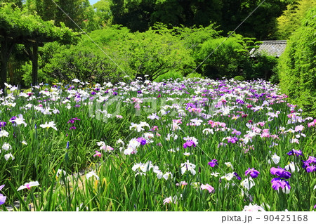 【愛媛県】晴天の天赦園 月見亭と花菖蒲 【愛媛県】晴天の天赦園 月見亭と花菖蒲 90425168