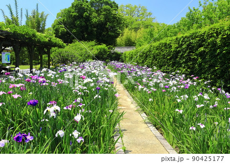 【愛媛県】晴天の天赦園 月見亭と花菖蒲 【愛媛県】晴天の天赦園 月見亭と花菖蒲 90425177
