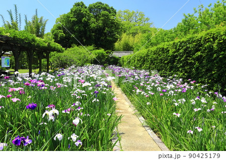 【愛媛県】晴天の天赦園　月見亭と花菖蒲 90425179
