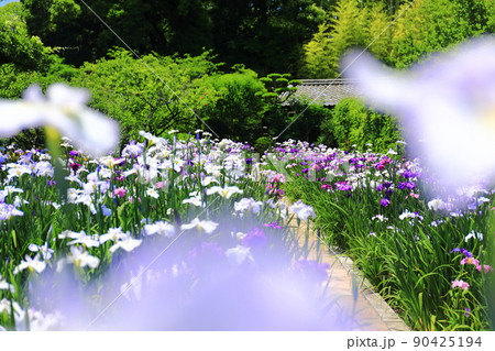 【愛媛県】晴天の天赦園　月見亭と花菖蒲 90425194