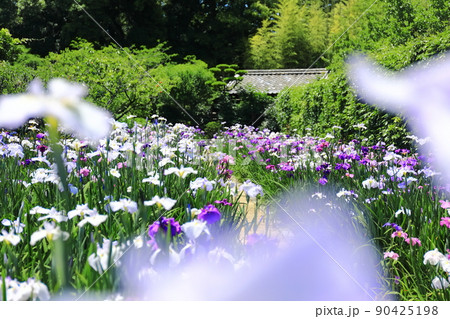 【愛媛県】晴天の天赦園 月見亭と花菖蒲 【愛媛県】晴天の天赦園 月見亭と花菖蒲 90425198