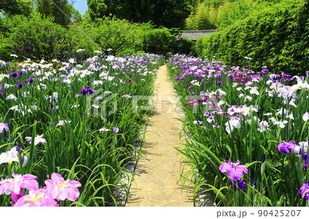 【愛媛県】晴天の天赦園 月見亭と花菖蒲 【愛媛県】晴天の天赦園 月見亭と花菖蒲 90425207