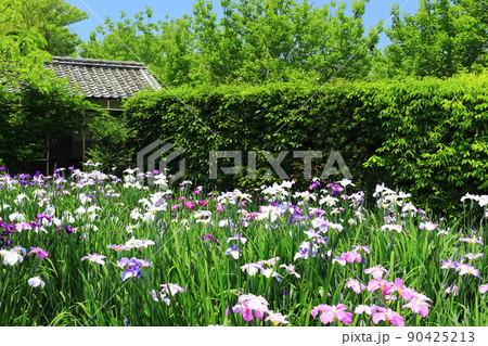 【愛媛県】晴天の天赦園　月見亭と花菖蒲 90425213