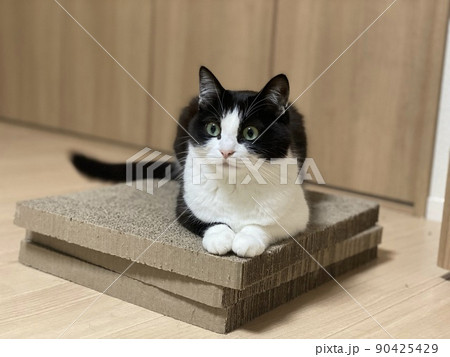 爪研ぎの上で伏せをするハチワレ猫 90425429