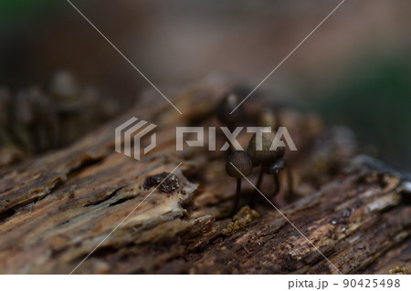 倒木に生えたキノコ 倒木に生えたキノコ 90425498