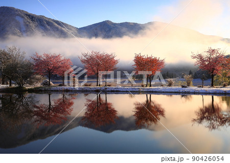 岩手県西和賀町　満開の桜と雪景色 90426054