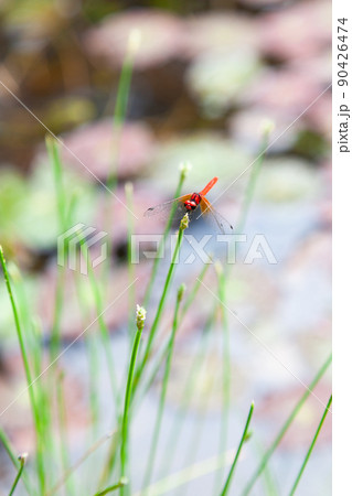 日本一小さいハッチョウトンボの雄 90426474