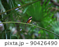 ヤマガラさん 90426490