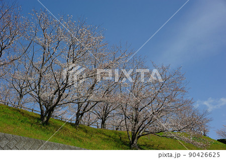 福津の桜咲く公園風景 90426625