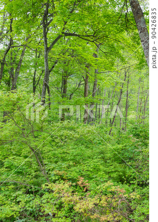新緑の森【大町アルペンラインの風景】 新緑の森【大町アルペンラインの風景】 90426835