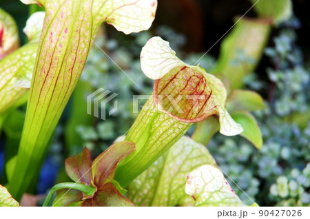 食虫植物 90427026