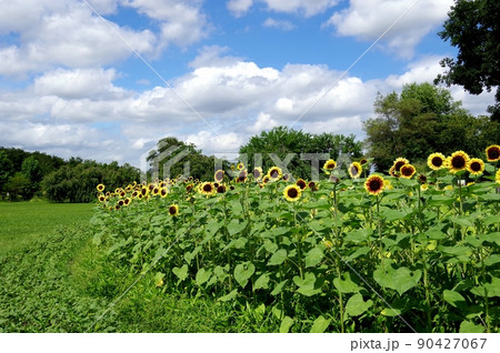 ひまわり畑 90427067
