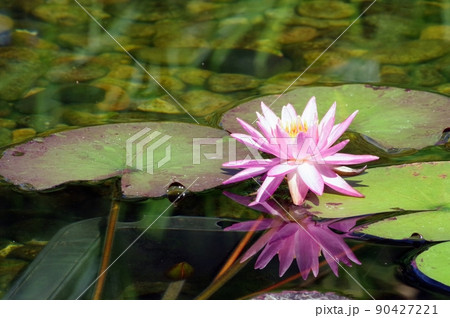 水鏡に水連の花 水鏡に水連の花 90427221