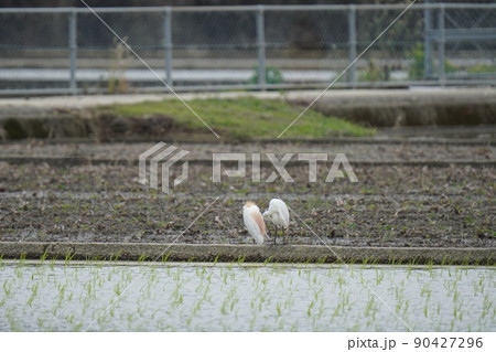 田んぼに集まりアマサギ達がエサを探す 90427296