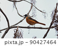 ジョウビタキ 90427464