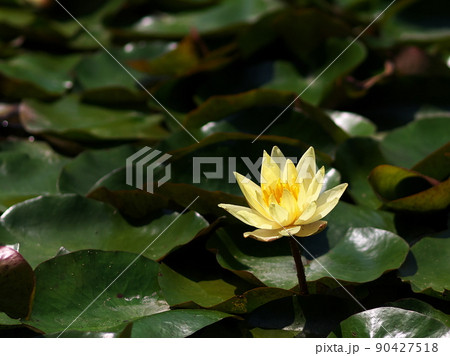 池に咲いた白い睡蓮の花 池に咲いた白い睡蓮の花 90427518
